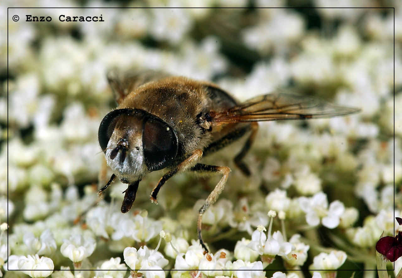 Ancora da identificare: Eristalis